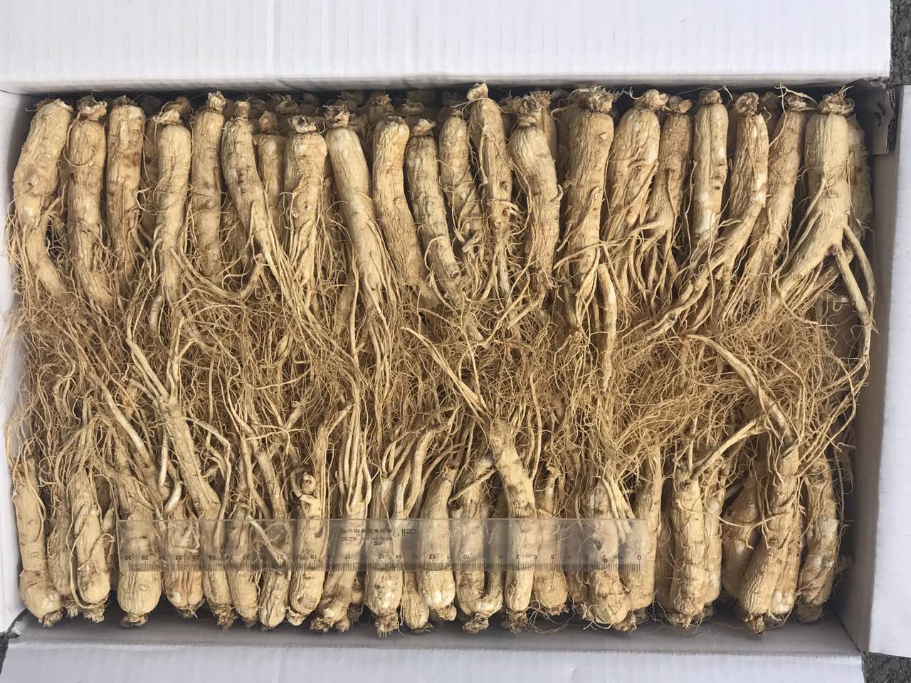 人參 - Ginseng Root