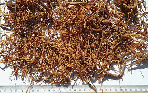 人參 - Ginseng Root